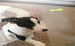 Jack Russell dogs for sale: Male jack russell - Image 4