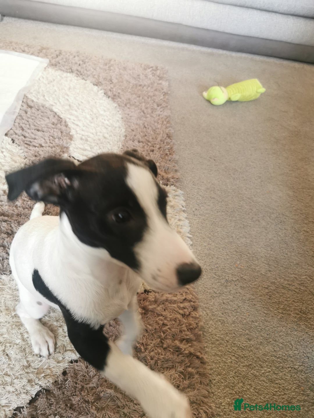 Jack Russell dogs for sale: Male jack russell - Image 4