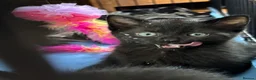 Mixed Breed cats for sale: Kittens for sale  - Advert 6