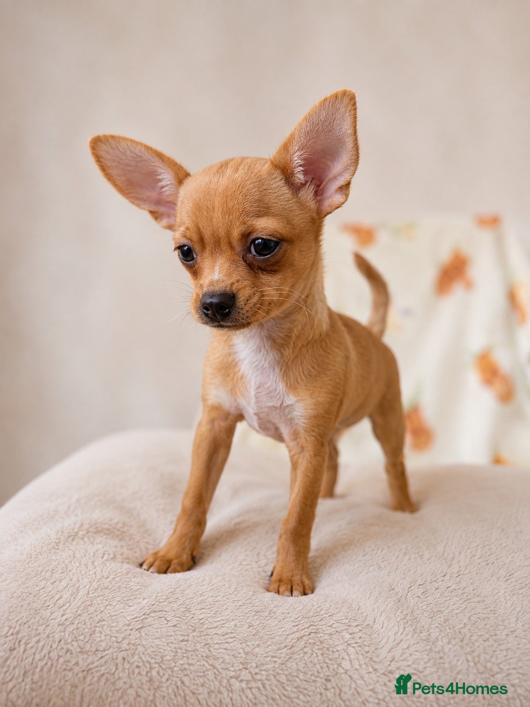 Chihuahua dogs 1 girl chihuaha puppy looking for her forever home - Advert 13