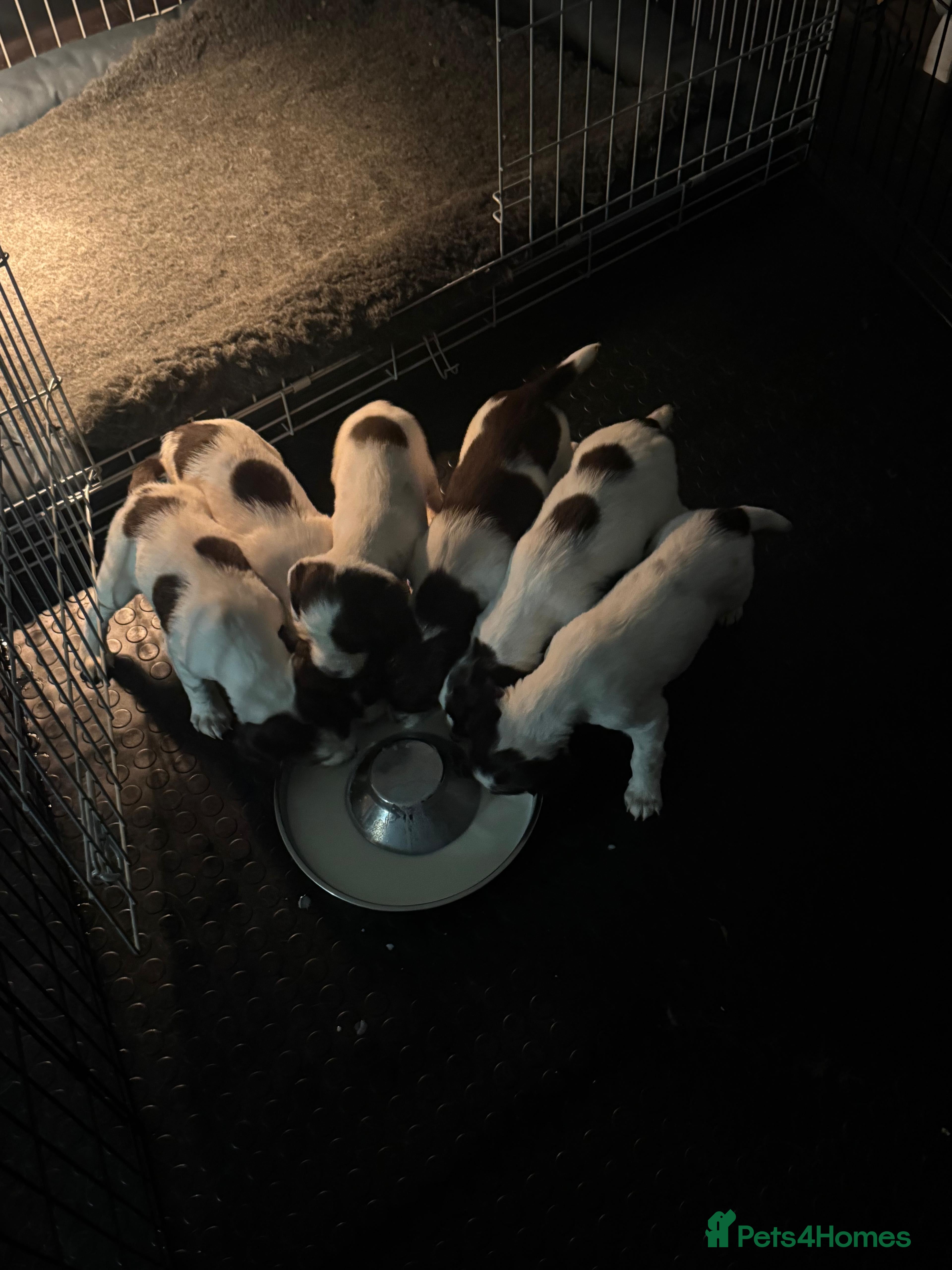 Sprocker dogs Docked Sprocker Spaniel Puppies - Advert 4