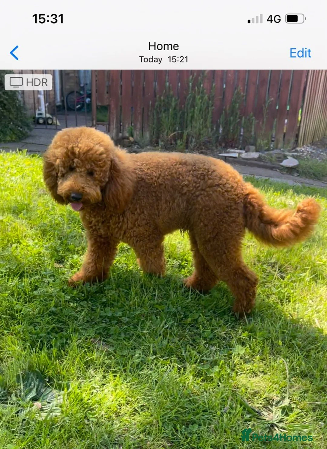 Miniature Poodle dogs for stud: Hugo. Our beautifu red boy, dna full clear panel.  in Porth - Advert 5