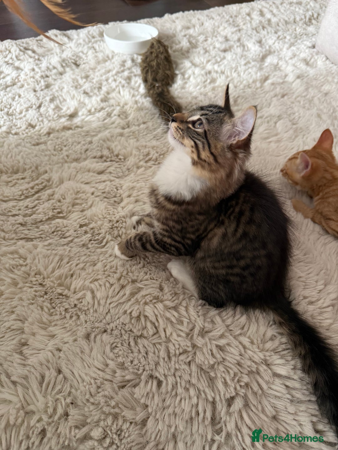 Mixed Breed cats for sale: 1 BEAUTIFUL KITTEN LEFT - 1 BOY! - Image 24