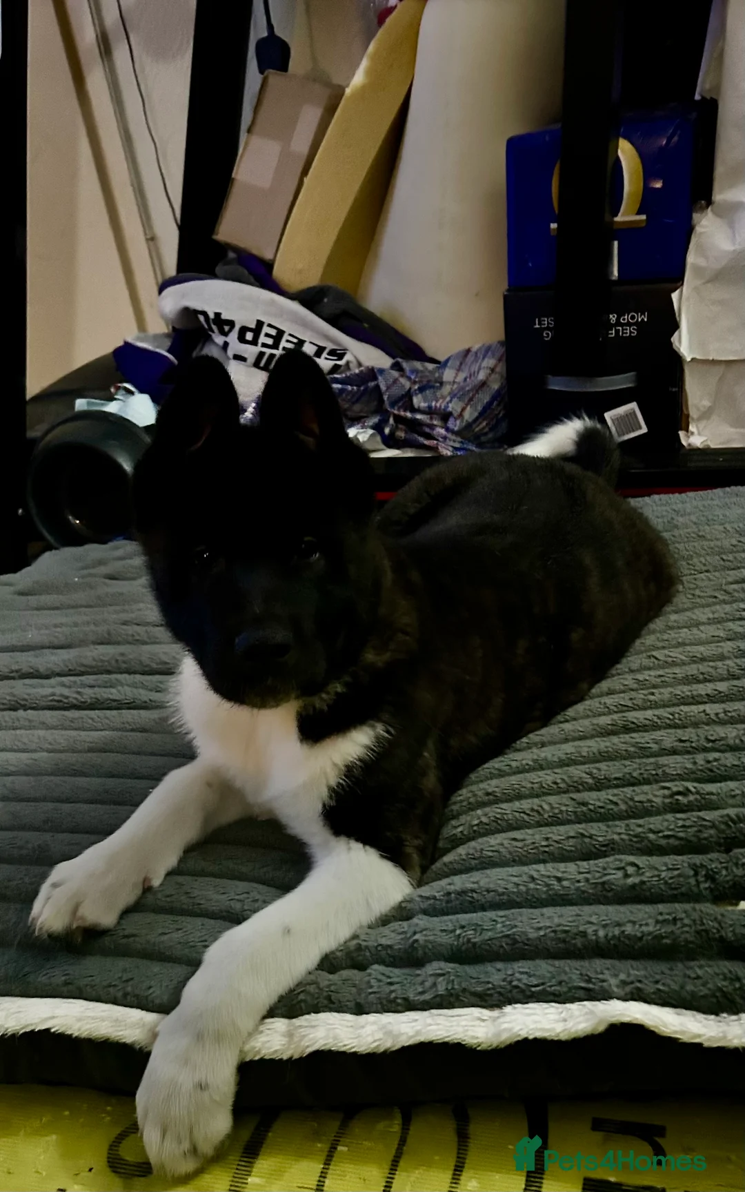 Akita dogs for sale: American Akita Puppy - Advert 21