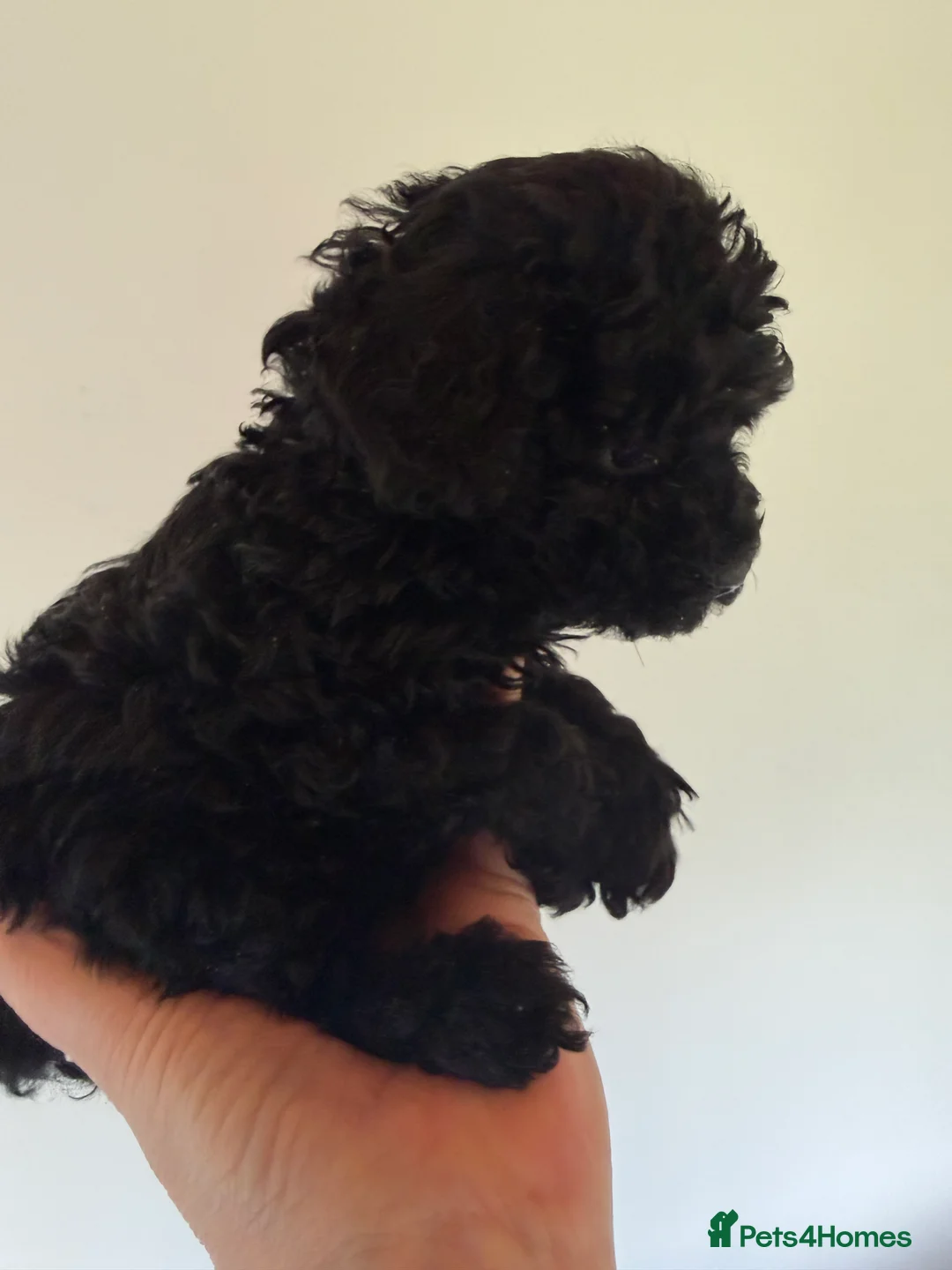 Mixed Breed dogs for sale: Poodle puppies - Advert 29
