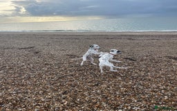 Dalmatian dogs for sale: Potential rehome - male LUA Dalmatian  - Advert 34