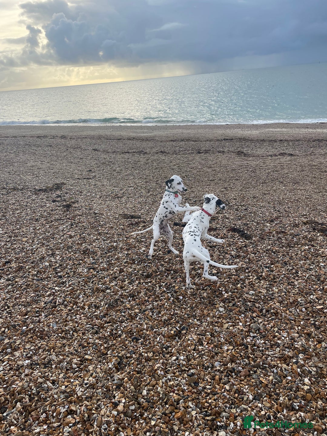 Dalmatian dogs for sale: Potential rehome - male LUA Dalmatian  - Advert 34