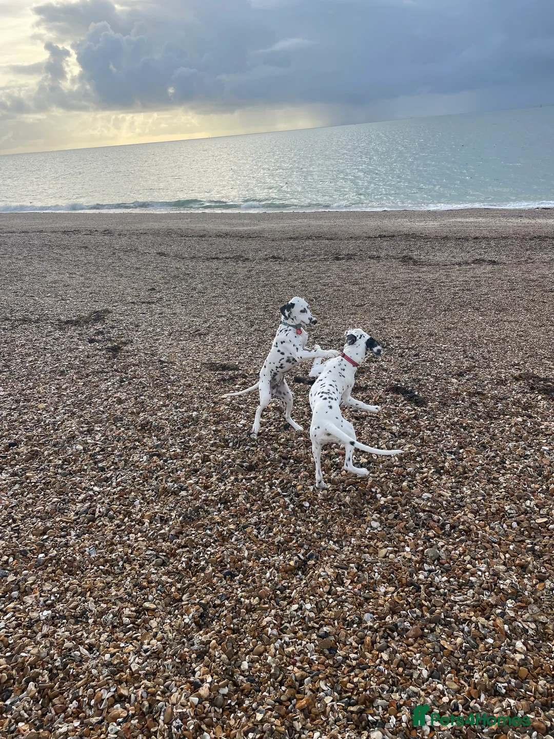 Dalmatian dogs for sale: Potential rehome - male LUA Dalmatian  - Advert 34