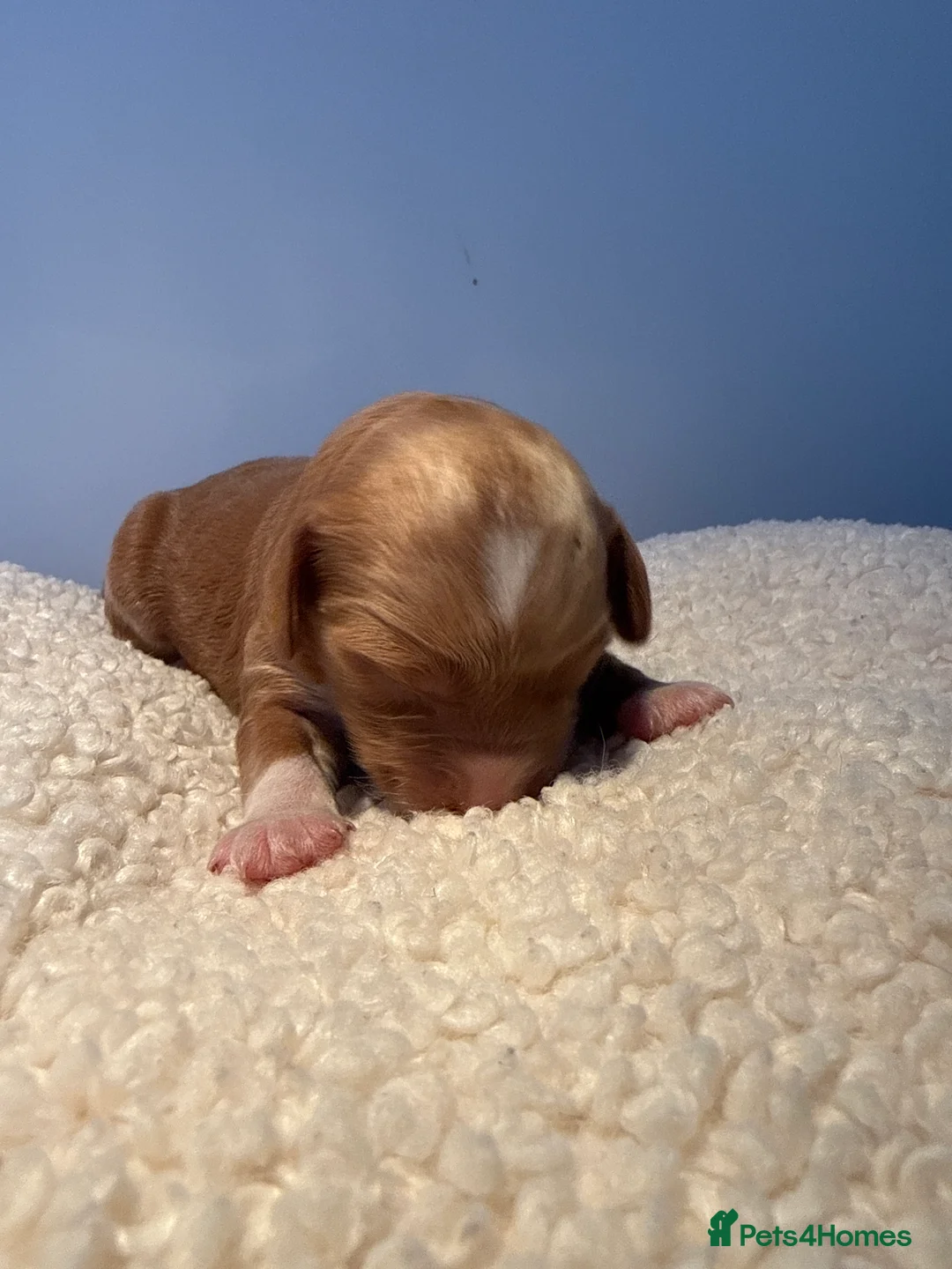 Labradoodle dogs for sale: 🧸Beautiful teddy bear F1 Labradoodles🧸  - Advert 3