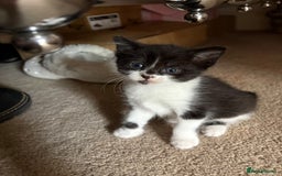 Mixed Breed cats for sale: Three female kittens  - Image 4