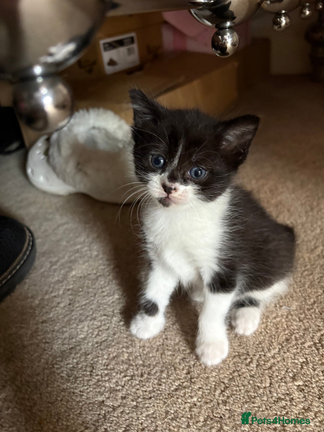 Mixed Breed cats for sale: Three female kittens  - Image 4