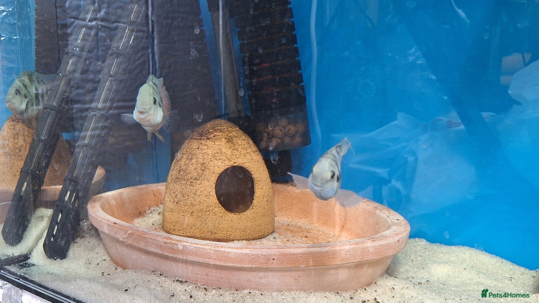 Cichlids fish for sale: PAIR Polar Blue Dwarf Cichlids  - Image 4