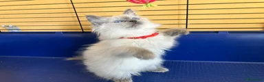 Ragdoll 5 - Red girl (1 litter)