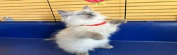 Ragdoll cats for sale: GCCF Ragdoll 🏆Champion Bloodline🌟5-Gen Pedigrees - Advert 36