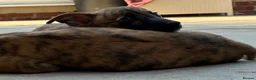 Mixed Breed dogs for sale: Whippet puppies for sale  in Swindon - Advert 18
