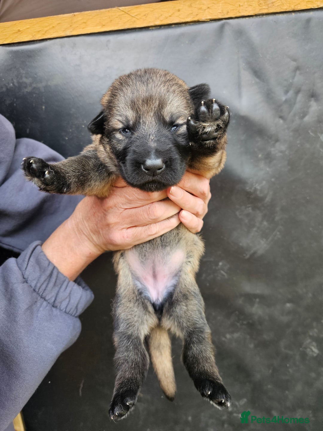 German Shepherd dogs for sale: German Shepherd Puppies - Image 5
