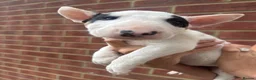 English Bull Terrier dogs for sale: ENGLISH BULL TERRIER PUPPYS - Advert 23