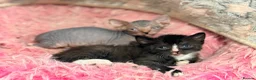 Sphynx cats for sale: Stunning litter of Sphynx kittens (hairless & fur) - Advert 24