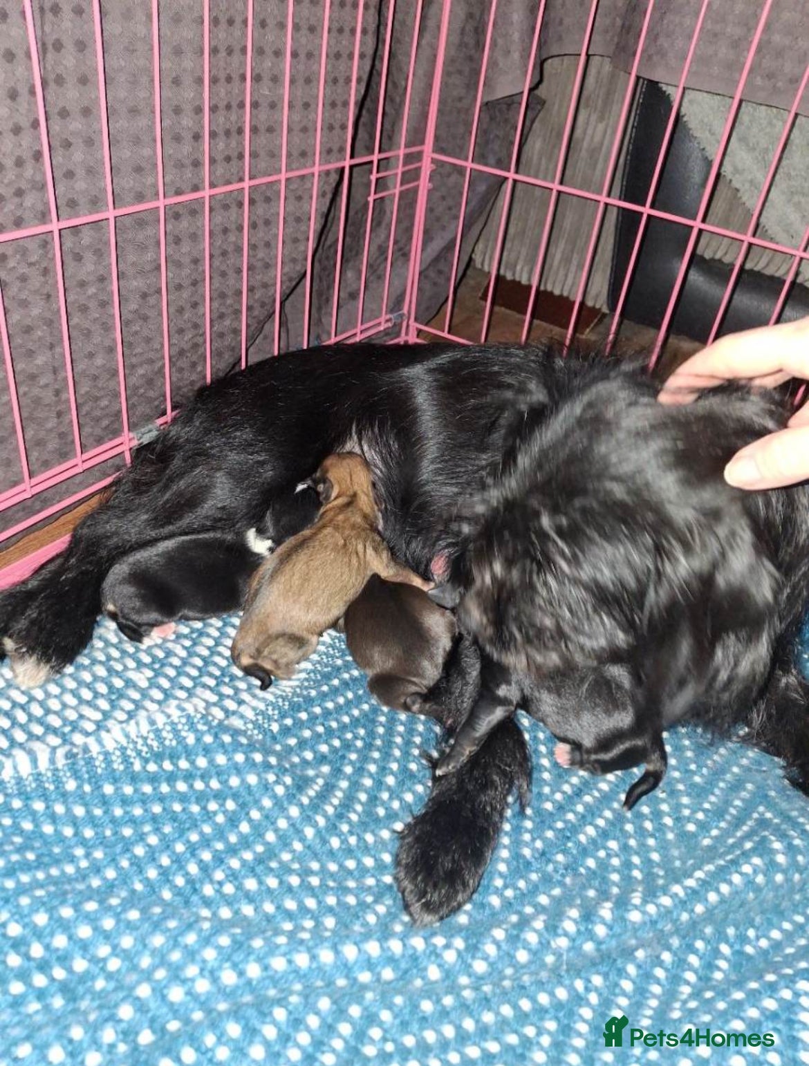 Mixed Breed dogs Patterjack cross Jack Russell’s pups  - Advert 4