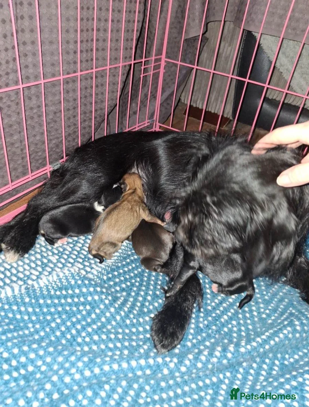 Mixed Breed dogs for sale: Patterjack cross Jack Russell’s pups  - Advert 1