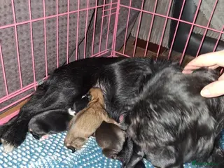 Mixed Breed dogs Patterjack cross Jack Russell’s pups - Advert 4