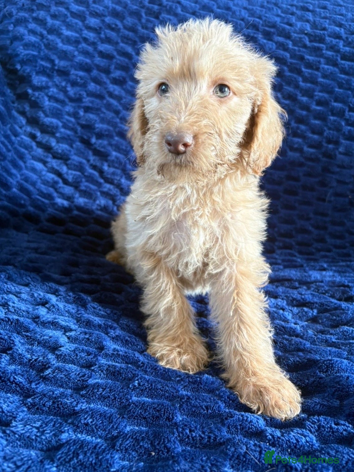 Labradoodle dogs Ready Now! Beautiful F1b Labradoodles  - Advert 2