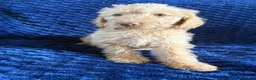 Labradoodle dogs for sale: Ready Now! Beautiful F1b Labradoodles  - Advert 22