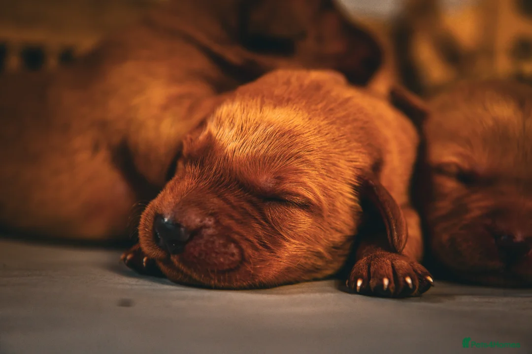 Labrador Retriever dogs for sale: Deep Red Quality Labrador Puppies - Advert 3