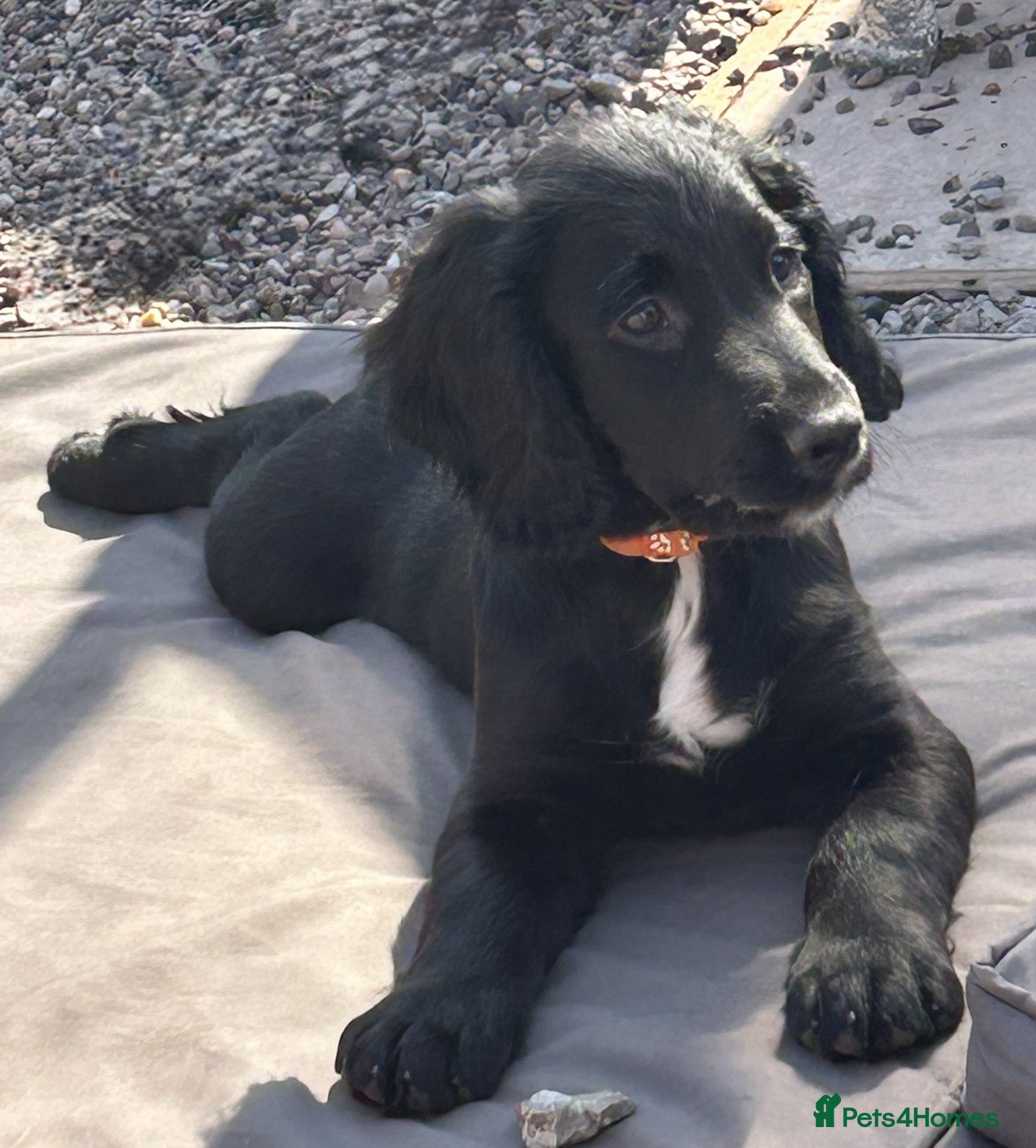 Cocker Spaniel dogs Working Cocker Spaniel pups - excellent pedigree - Advert 1
