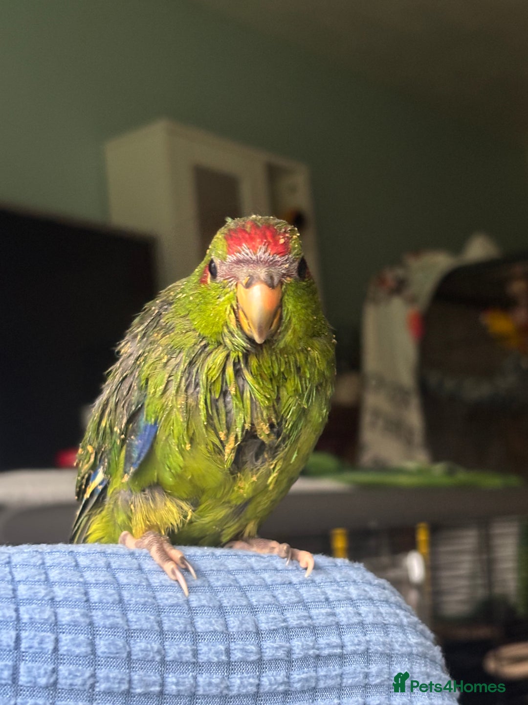 Parakeets birds for sale: Kakarikis - Advert 2