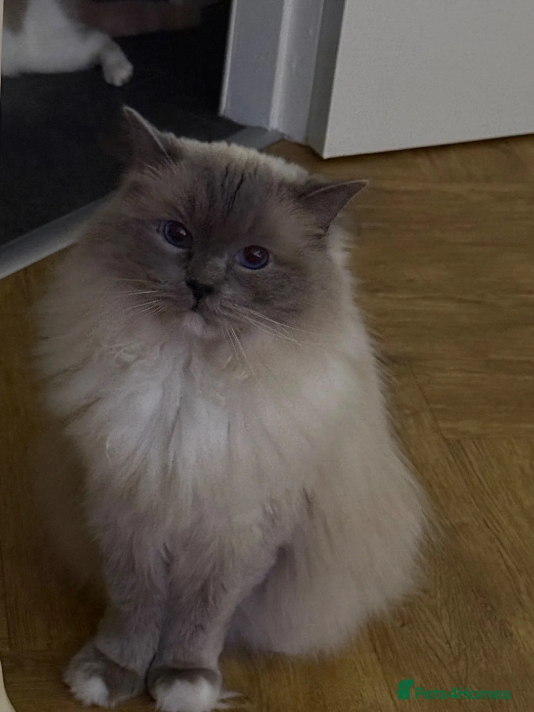 Ragdoll cats for sale: Beautiful female ragdoll - Advert 3