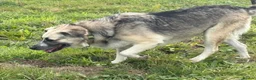 Mixed Breed dogs for adoption: Cindy - Norwich Norfolk  in Norwich - Advert 10