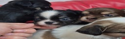 Chihuahua dogs for sale: KC registered Chihuahua puppies  - Advert 6