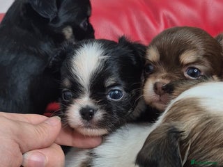 Chihuahua dogs KC registered Chihuahua puppies - Advert 4