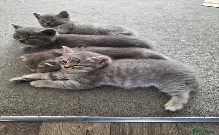 Mixed Breed cats - Advert 3