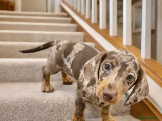 Dachshund dogs Dachshund Puppies - Advert 1