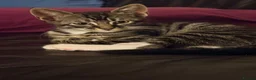 Mixed Breed cats for sale: Kittens  - Advert 7