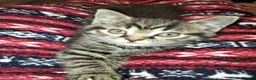 British Shorthair cats for sale: BSH cross bengal kittens. Please read information  - Advert 5
