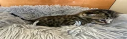 Bengal cats for sale: Beautiful half Bengal kittens - Advert 5