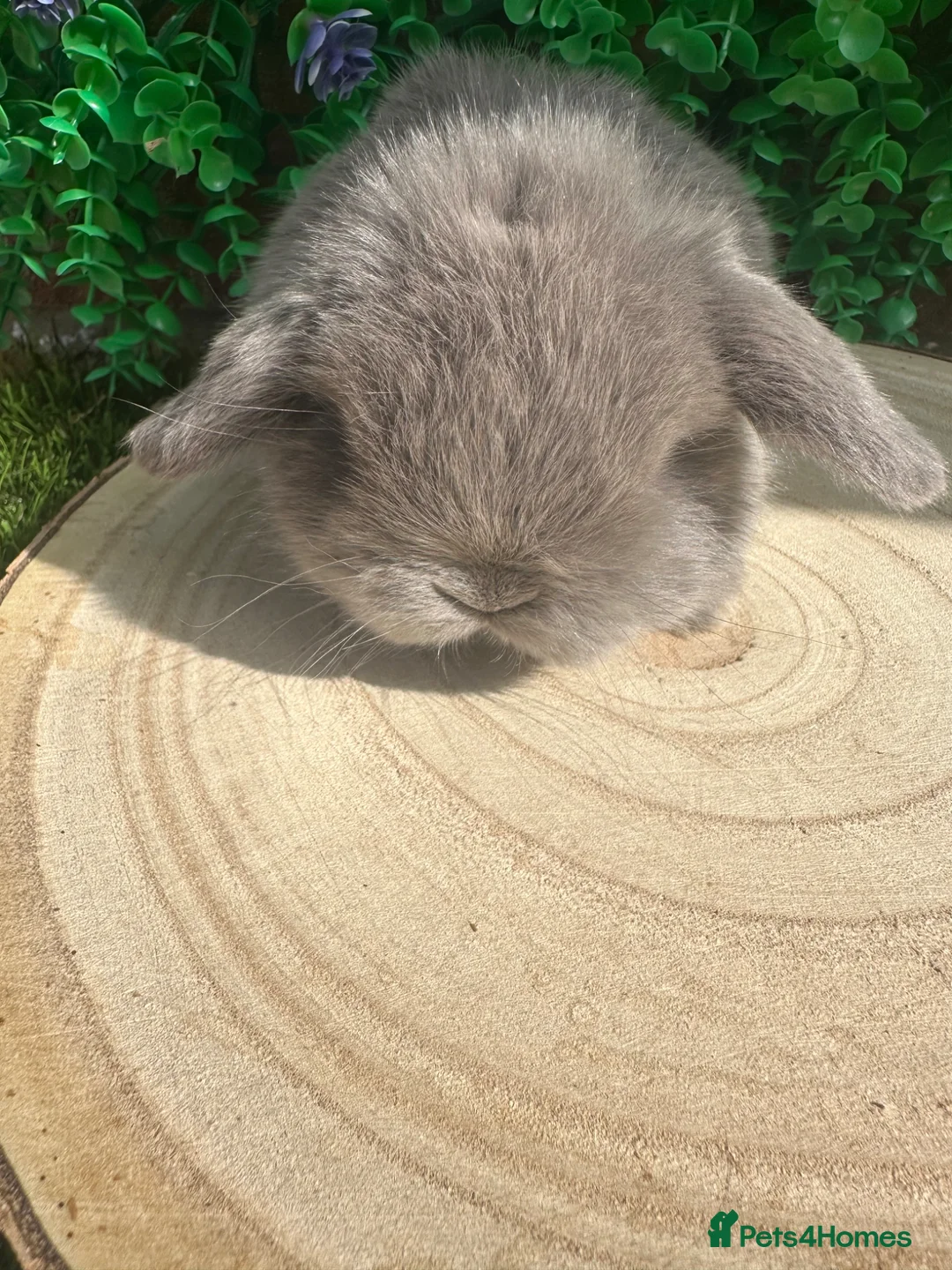 Mini Lop rabbits for sale: Stunning purebred mini lops  - Advert 2