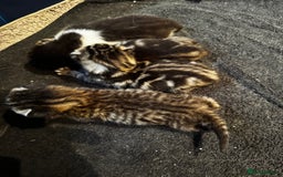 Mixed Breed cats for sale: Stunning  unique kittens  - Image 19