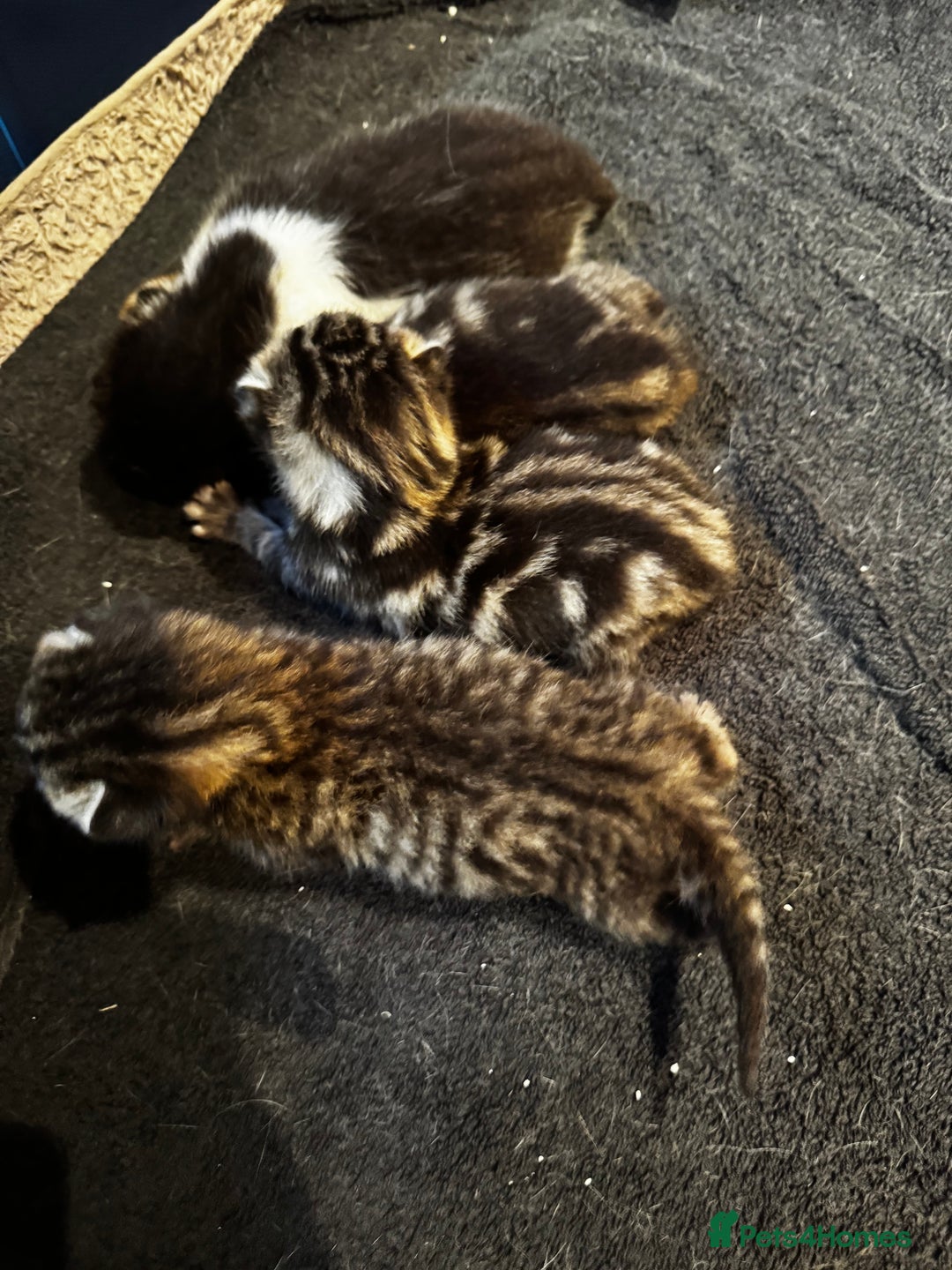 Mixed Breed cats for sale: Stunning  unique kittens  - Image 19