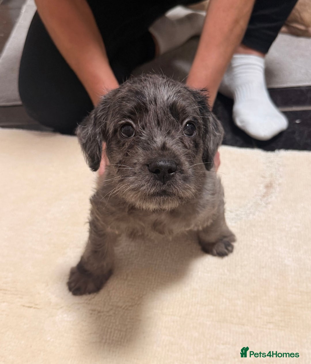 Mixed Breed dogs for sale: Froodle Puppies  - Advert 10