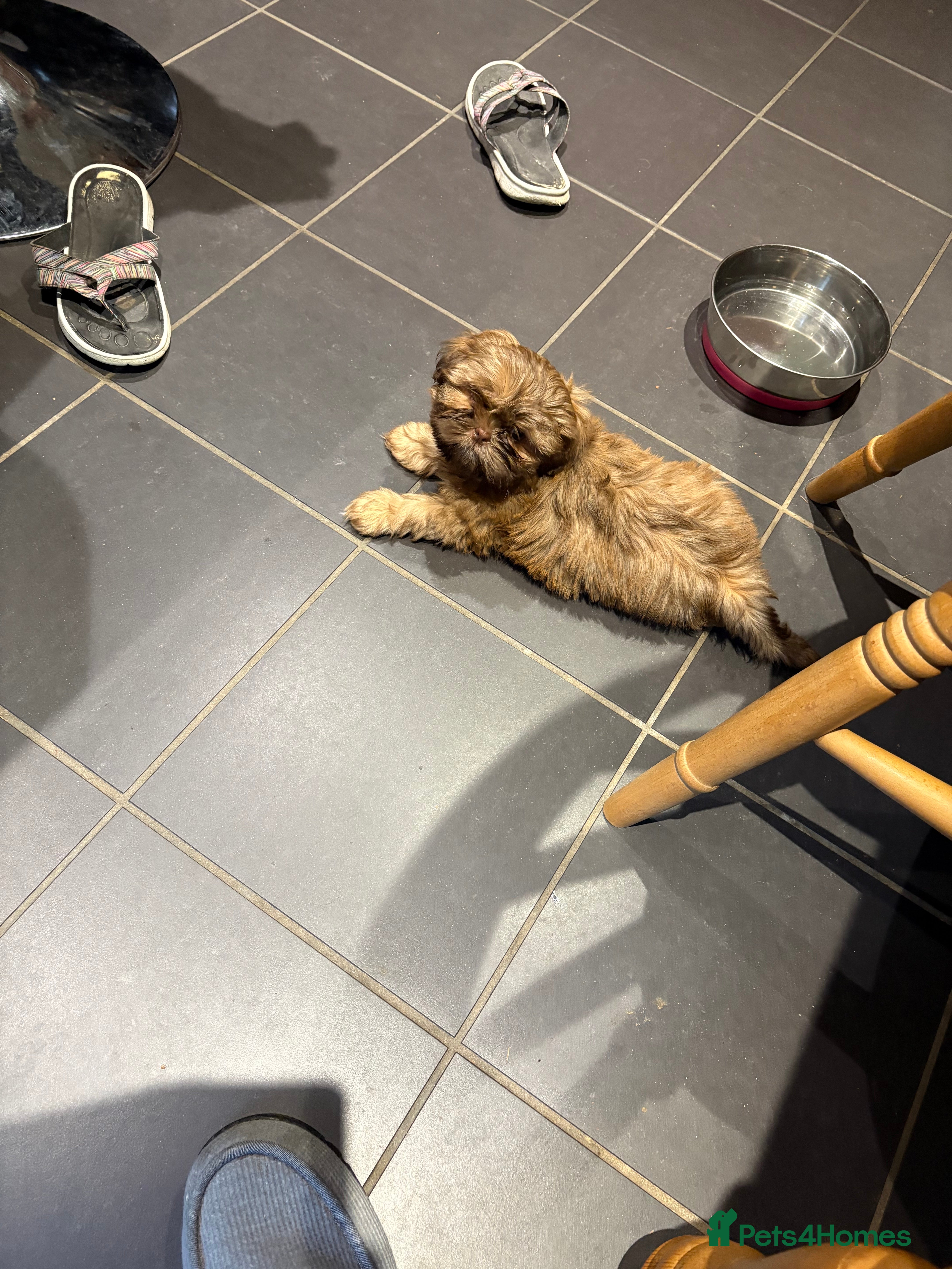 Shih Tzu dogs Karashishi shih tzu 1 GIRL LEFT - Advert 8