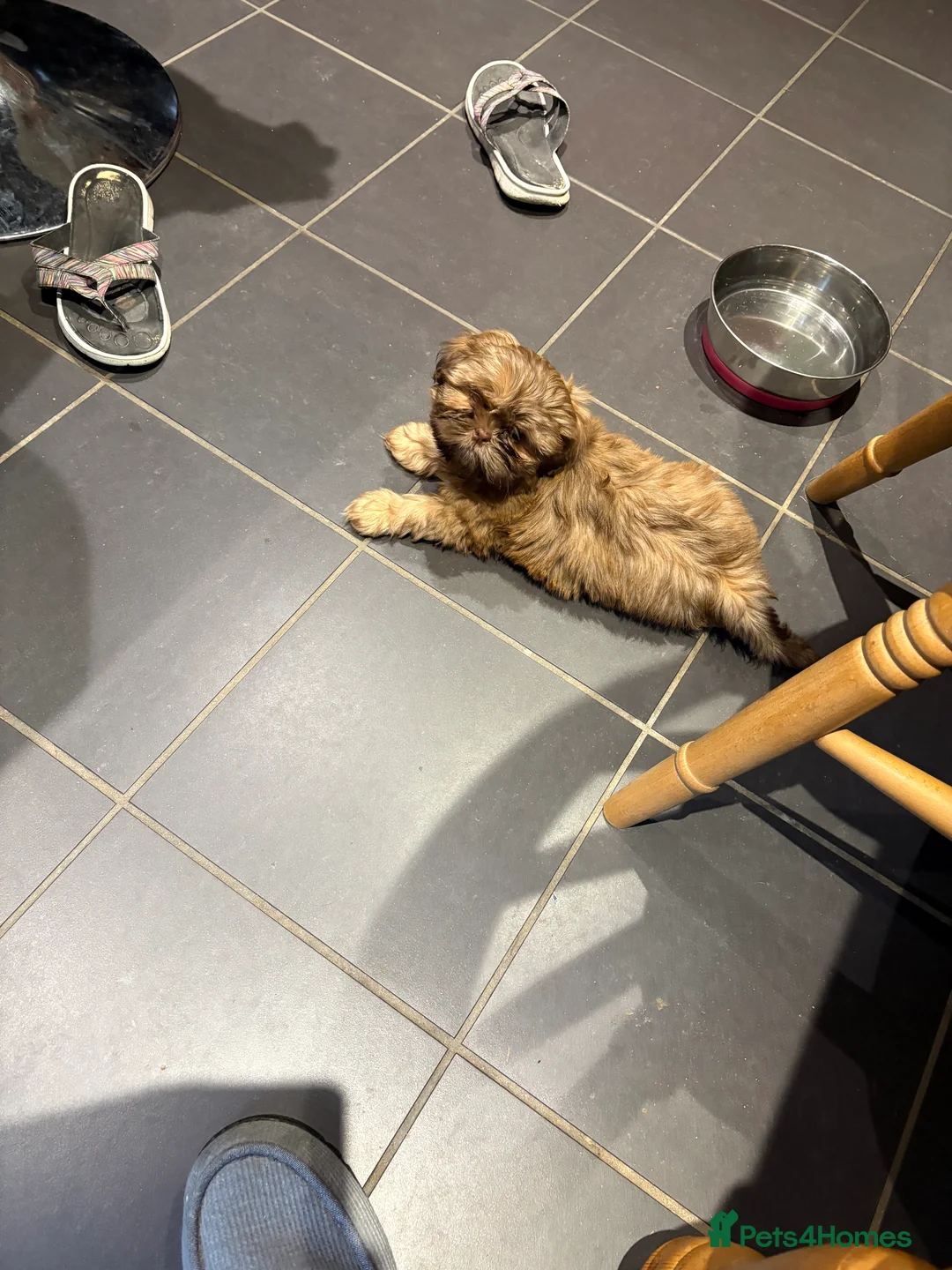 Shih Tzu dogs for sale: ALL SOLD THANK YOU - Advert 1