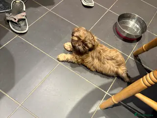 Shih Tzu dogs Karashishi shih tzu 1 GIRL LEFT - Advert 8