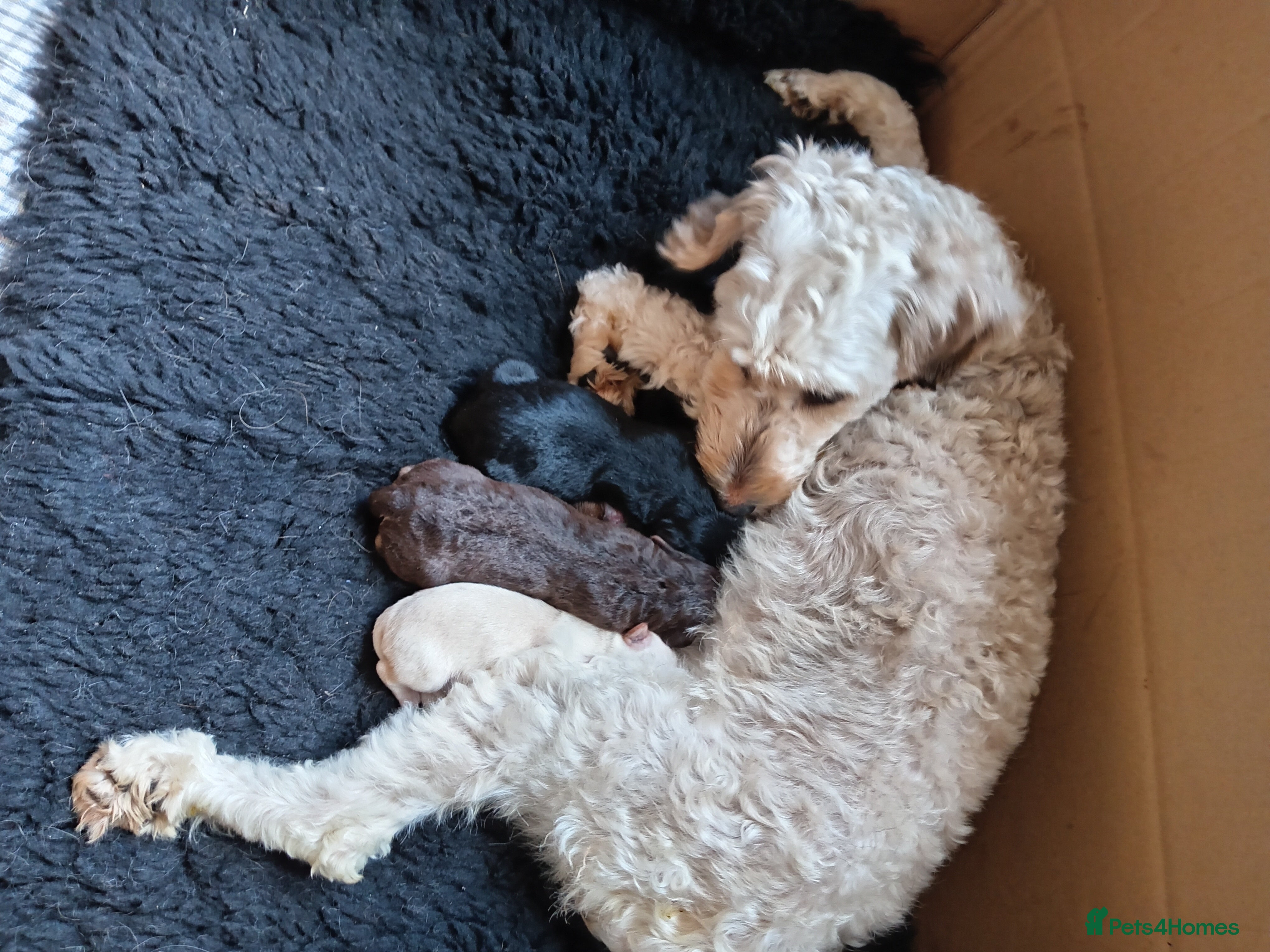 Mixed Breed dogs 3 Cockapoo x Jack Russell DNA clr Mum - Advert 1