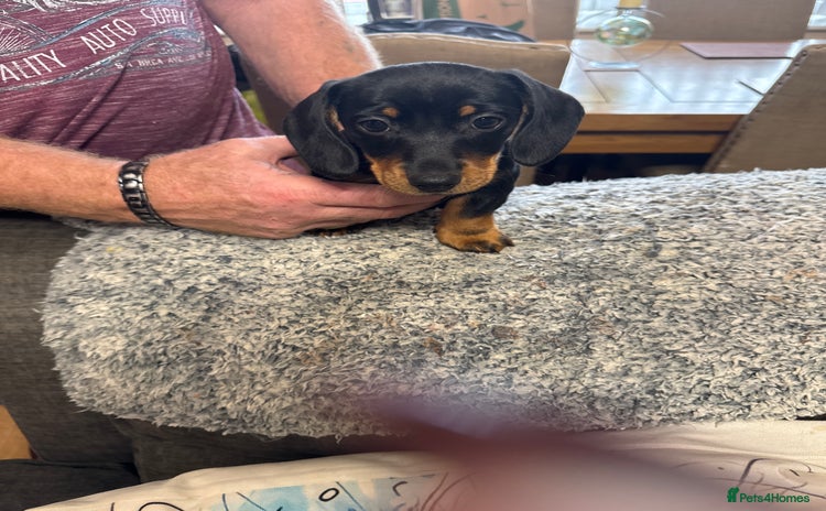 Miniature Dachshund dogs - Advert 3