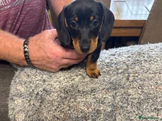 Miniature Dachshund dogs - Advert 2