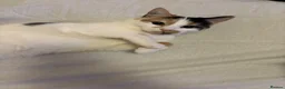 Mixed Breed cats for sale: Beautiful calico female looking for new home  - Advert 3